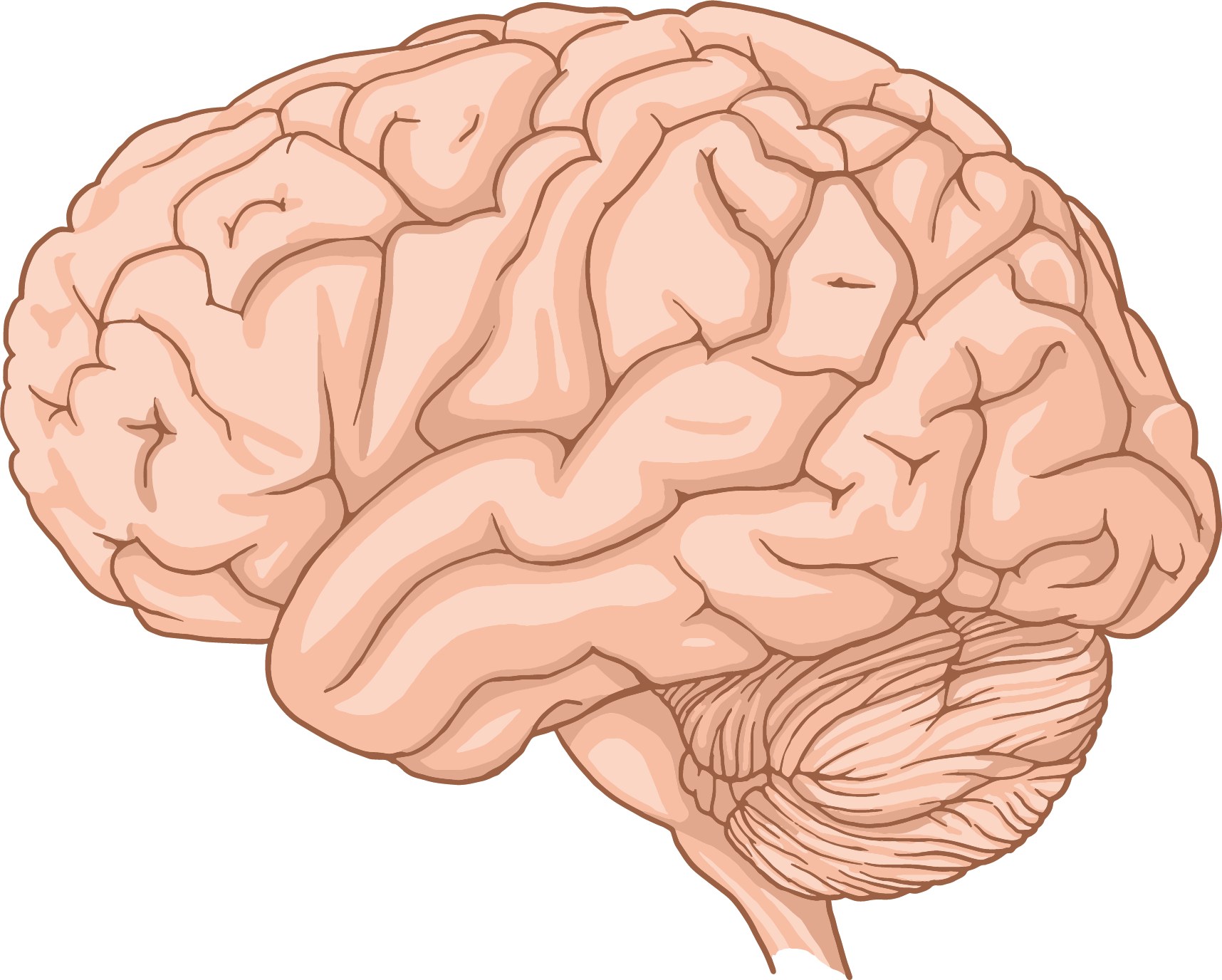 10 kníh, ak sa zaujímate o neurovedu a ako funguje náš mozog