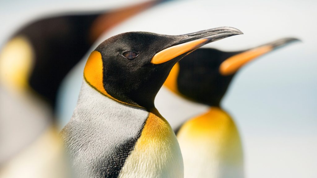 Knihy pre milovníkov tučniakov